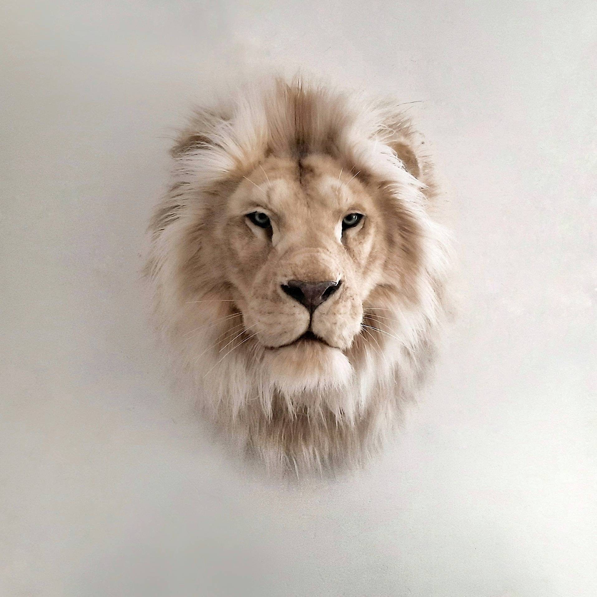 African Lion Taxidermy for sale Only 4 left at 75