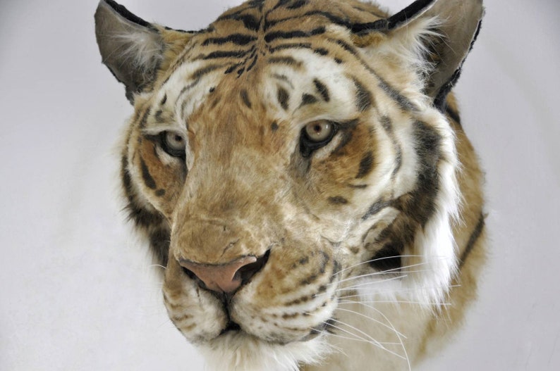 Reproduction Tiger Head Taxidermy Mount Etsy