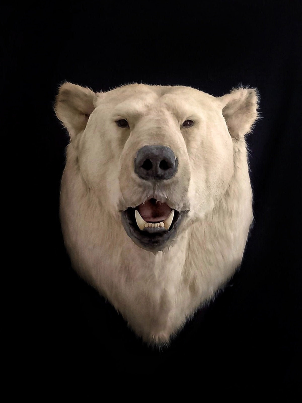 Reproduction Polar Bear Faux Taxidermy Head Mount Etsy