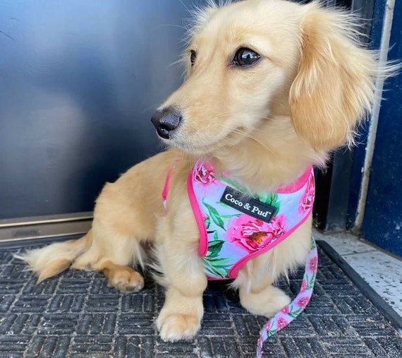 Dog/cat Harness Peony Pink 