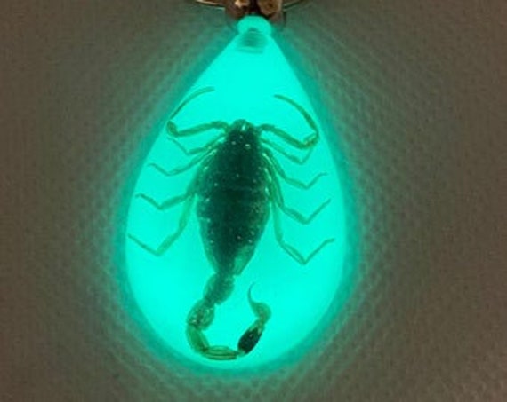 Enclosed Glow in the Dark Scorpion Keychain Etsy Canada