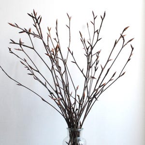 Buquê de ramos - 10 ramos de faia de 40 cm - ramos para decoração, projetos criativos, rituais...