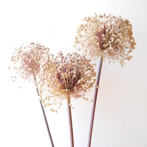 May include: Three dried allium flower heads with spherical, globe-shaped clusters of tiny, pale beige and light purple florets. Each flower is supported by a long, slender, straight stem in a muted brown tone, standing against a plain white background.