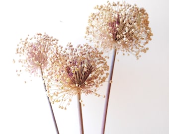 Könnte beinhalten: Drei getrocknete Allium-Blütenköpfe mit kugelförmigen Clustern aus winzigen, beigen und hellvioletten Blüten. Jeder Blütenkopf wird von einem langen, schlanken, geraden und glatten braunen Stiel getragen, was ein hohes, vertikales Arrangement ergibt.