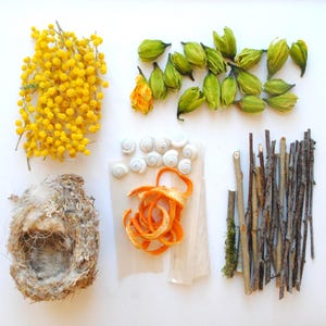 Easter or Ostara table runner decoration kit - real bird's nest - dried mimosa - dried daffodil - snail shells