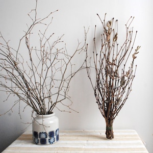 Manojo de 20 ramas de avellano - ramo colgante - ramas para decoración natural, proyectos creativos, decoraciones de Pascua, rituales -