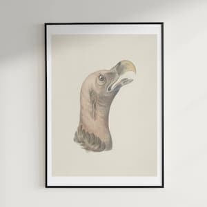 Printable Wall Art - VINTAGE DODO BIRD Illustration - Instant Download