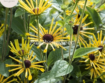 300 Sweet Coneflower Seeds Rudbeckia Subtomentosa Yellow Black Eyed Susan Native Wildflower Garden
