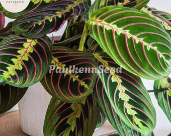 May include: Close-up of a prayer plant, Maranta leuconeura, with large green leaves featuring a striking pattern of red veins and dark green and light green markings. The plant is in a white pot, with the text "PaulkennSeed" visible.