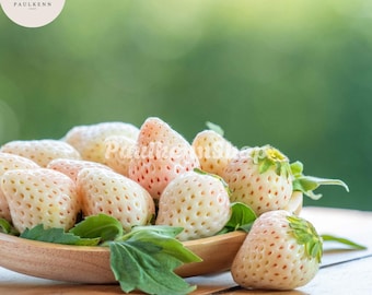 100 White Soul Strawberry Seeds - Fragaria Vesca Fruit Seed