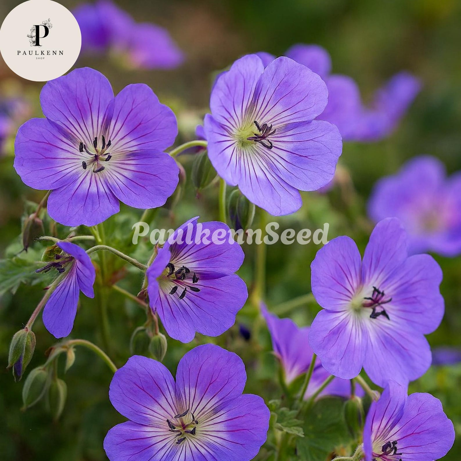 25 Pcs Rozanne Geranium Seeds (gerwat) | Perennial Blue Violet ...