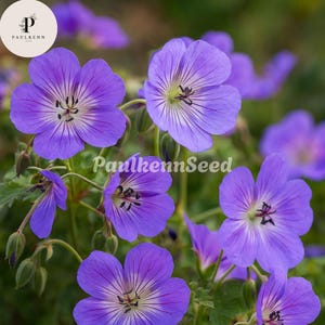 May include: Close-up of vibrant purple geranium flowers with delicate veining and a contrasting center. The image features multiple blooms in various stages, from buds to full blossom, with the text "PaulkennSeed" visible.