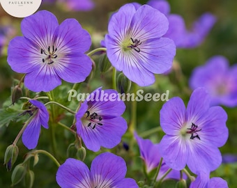 25 Pcs Rozanne Geranium Seeds (Gerwat) | Perennial Blue Violet Cranesbill Flower Seeds