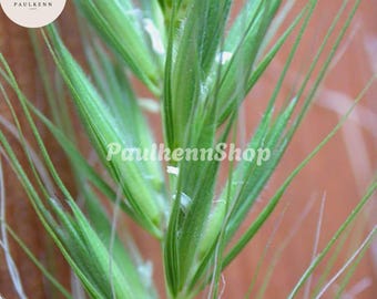 500 Pcs Canadian Rye Grass Seeds Elymus Canadensis Grain Grazing Grass Ground Cover Seed