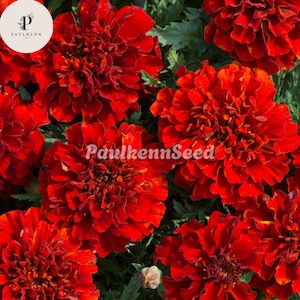 May include: Close-up of vibrant red marigold flowers with layered petals. The flowers are in full bloom, showcasing their rich color and texture. The image includes the text "PaulkennSeed" and a logo.