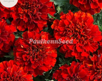 25 French Fireball Marigold Seeds – Red-Orange Blooms, Pollinator-Friendly