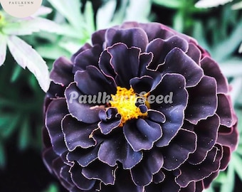 25 Hybrid Black Marigold Seeds: Rare Dark Maroon Bloom
