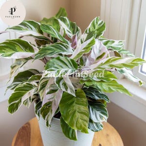 Variegated Calathea - Etsy