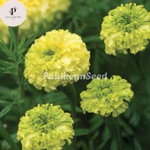 May include: Close-up of several yellow and green marigold flowers with ruffled petals. The flowers are in various stages of bloom, set against a backdrop of green foliage. The text "PaulkennSeed" is visible on the image.