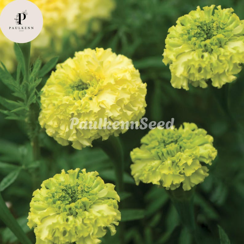 May include: Close-up of several yellow and green marigold flowers with ruffled petals. The flowers are in various stages of bloom, set against a backdrop of green foliage. The text "PaulkennSeed" is visible on the image.