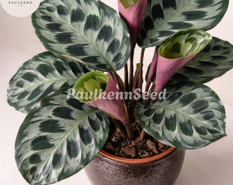 Calathea Helen Kennedy Prayer Plant 4" Pot - Live Indoor Houseplant - Etsy