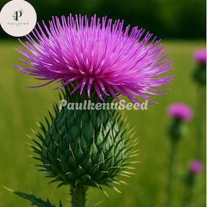 May include: Close-up of a vibrant purple thistle flower in full bloom. The flower head is surrounded by spiky green bracts. The image includes the text "PaulkennSeed" and a logo in the upper left corner.