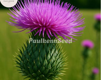 200 Scottish Thistle Seeds | Onopordum Acanthium | Hardy Purple Flower | Pollinator Garden | Drought Tolerant Wildflower