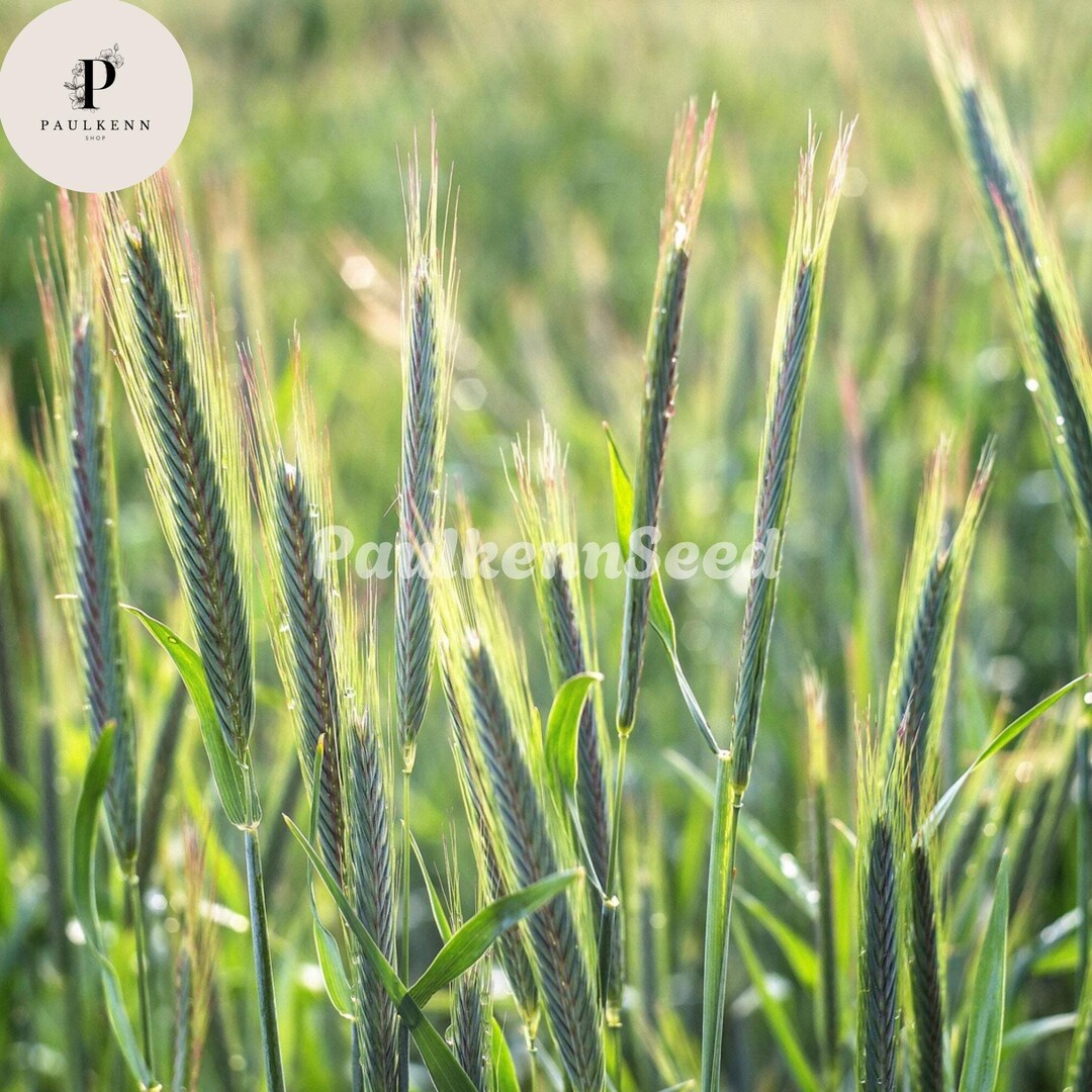 350 Pcs Aroostook Rye Seeds Secale Cereale Cereal Grain Hardy Winter ...