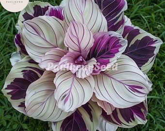25 Purple Beauty Calathea Seeds: Rare Tropical Houseplant