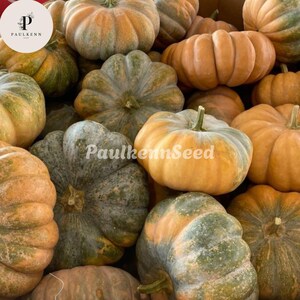 May include: A collection of pumpkins with ribbed, rounded shapes in shades of muted orange, sage green, and tan. The pumpkins feature thick, woody stems and varied skin textures. The text PaulkennSeed is visible in white across the center.