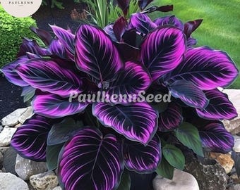 25 Purple Tip Calathea Seeds: Rare Tropical Foliage, Exotic Indoor Plant