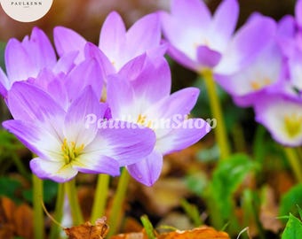 10 Pcs Autumn Crocus Seeds Colchicum Autumnale Meadow Saffron Flower Seed