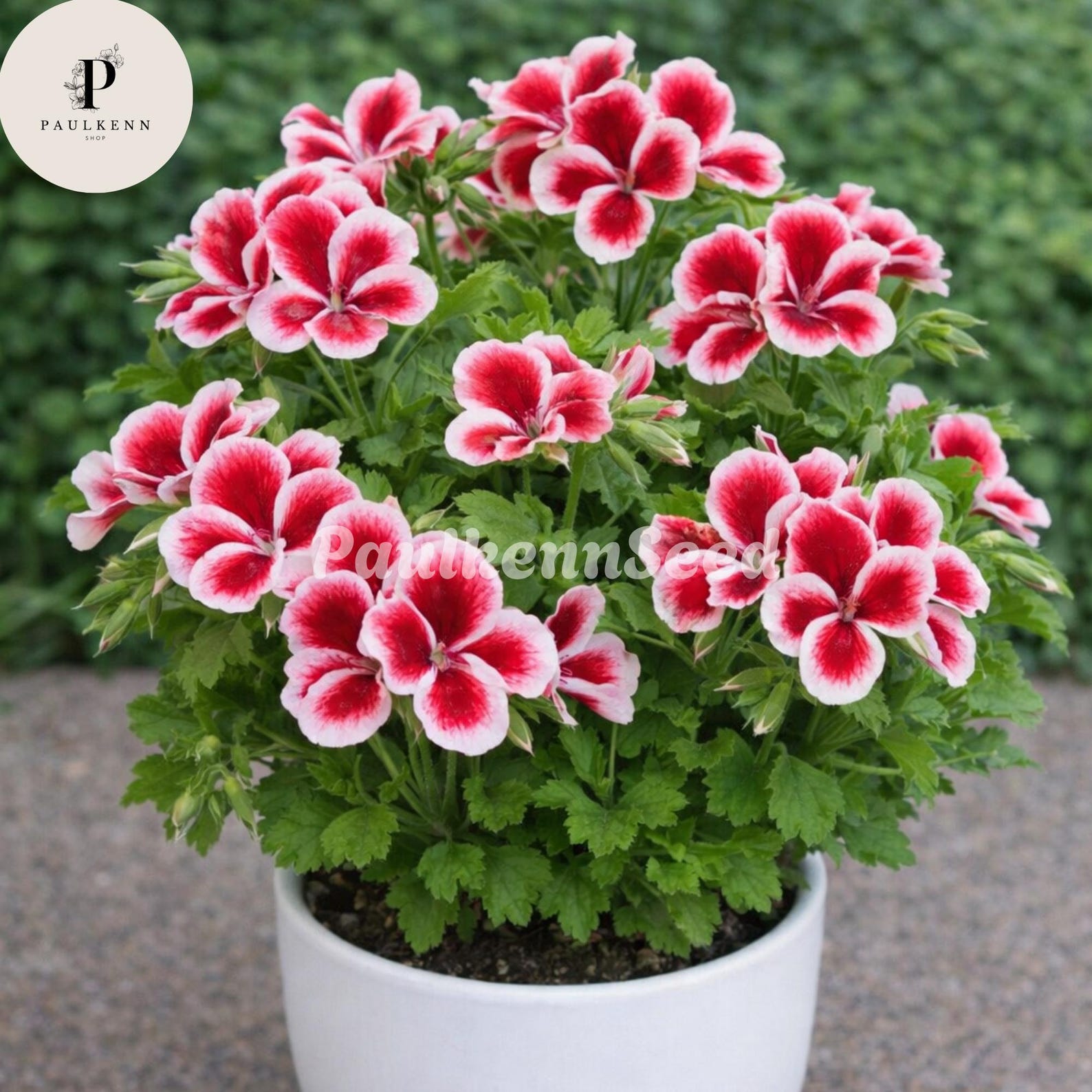 25 Martha Washington Geranium Seeds | Colorful Regal Pelargonium - Etsy