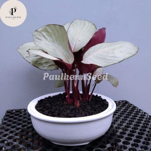 Calathea Silver - Etsy