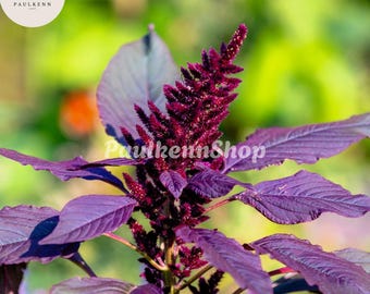Red Garnet Amaranth Seeds: 500 Pcs Amaranthus Tricolor