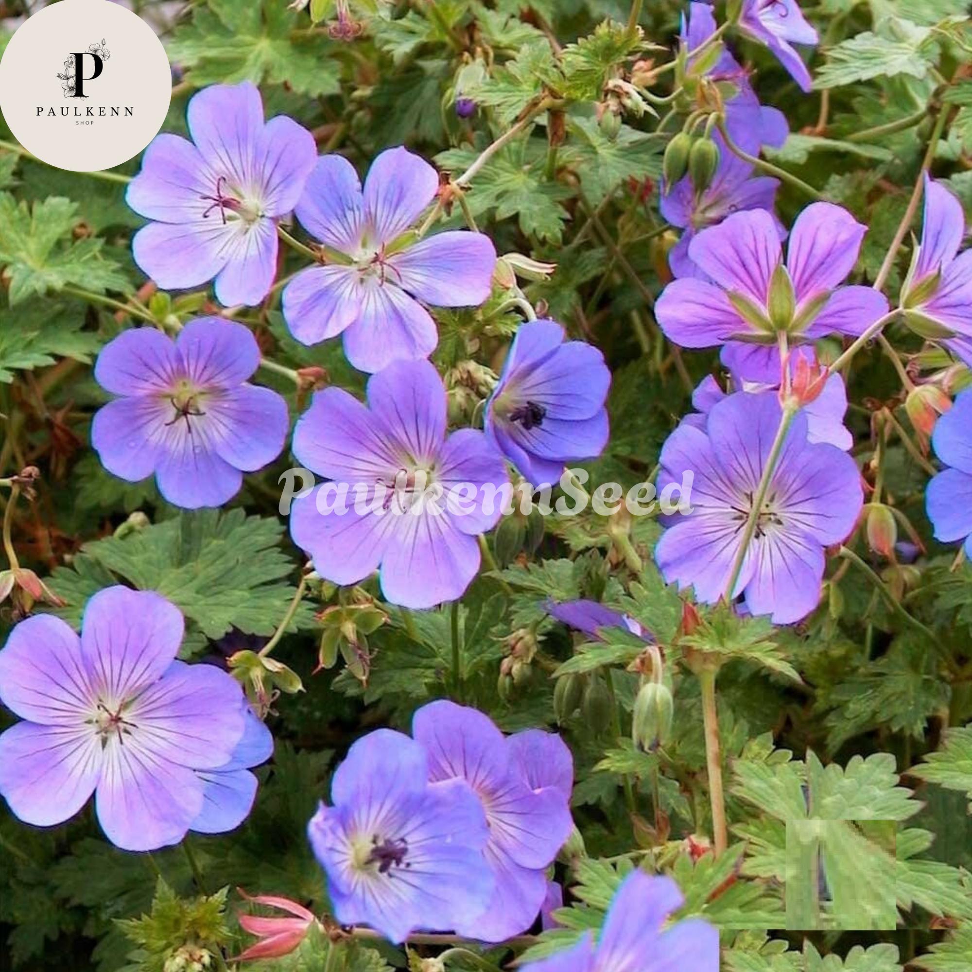25 Pcs Rozanne Geranium Seeds (gerwat) | Perennial Blue Violet ...