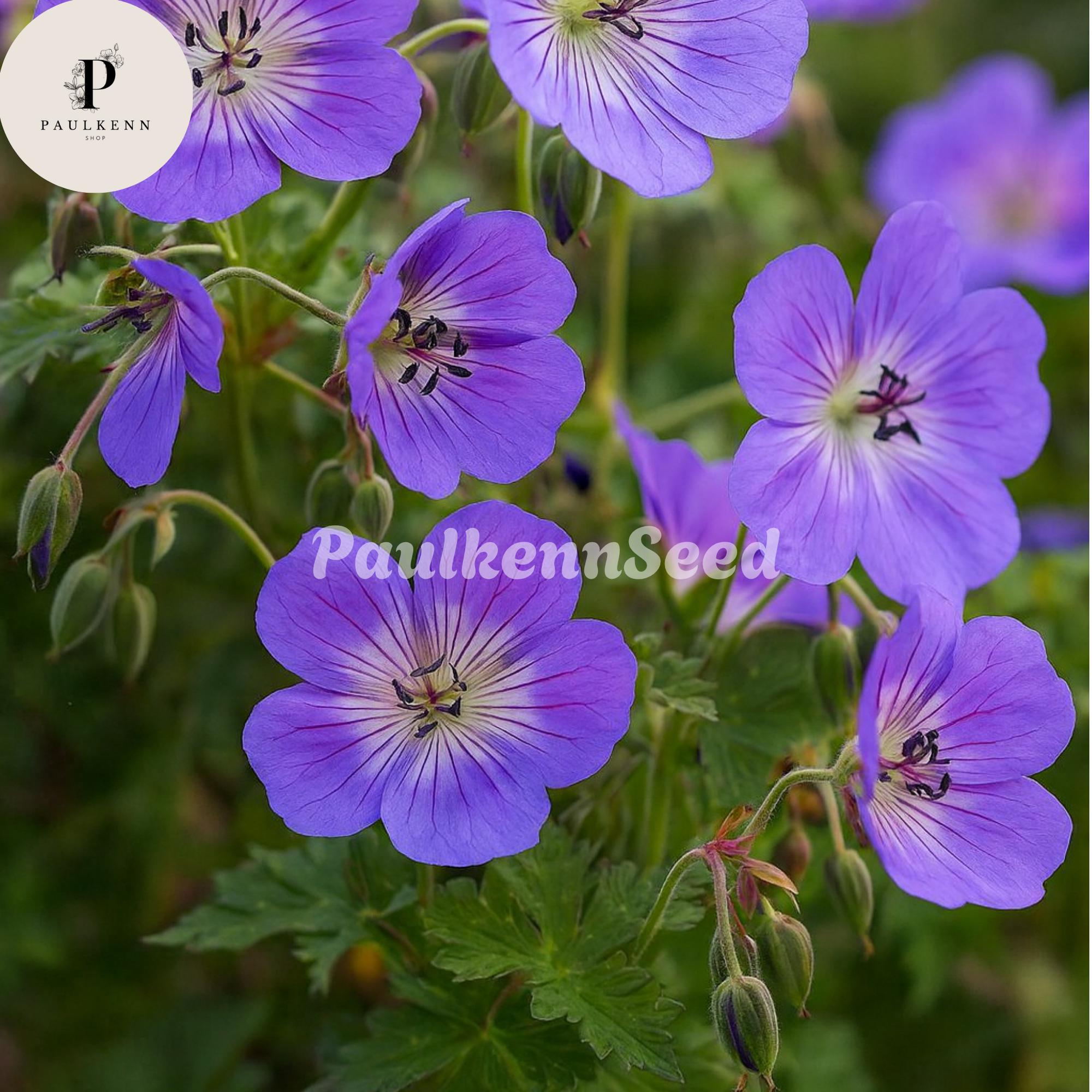 25 Pcs Rozanne Geranium Seeds (gerwat) | Perennial Blue Violet ...