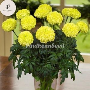 May include: A bouquet of bright yellow marigold flowers with dark green foliage. The flowers are fully bloomed and have a dense, pom-pom like appearance. The text "PaulkennSeed" is visible on the image.