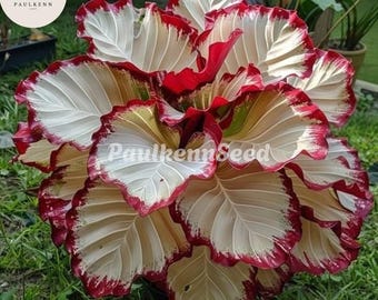 May include: A close-up of a vibrant plant with large, ruffled leaves. The leaves are primarily white with red edges and a touch of yellow and green. The text "PaulkennSeed" is visible on the leaves. The plant is surrounded by green grass.