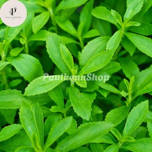 50 Pcs STEVIA Rebaudiana SWEETLEAF Sugar Herb Flower Seeds