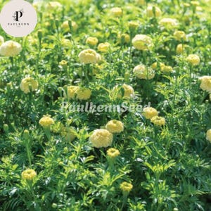 May include: A field of yellow marigold flowers with green foliage. The image includes the text "PaulkennSeed" and a logo with the letters "P" and "K" in a circle.