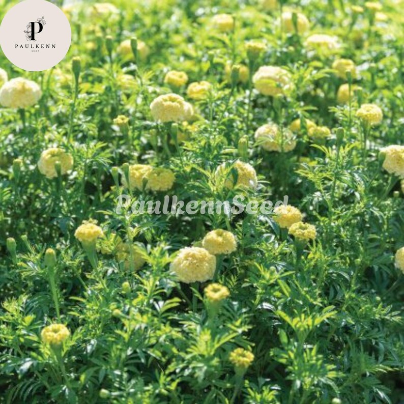May include: A field of yellow marigold flowers with green foliage. The image includes the text "PaulkennSeed" and a logo with the letters "P" and "K" in a circle.