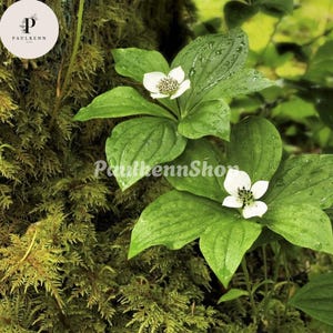 May include: Close-up of a plant with white flowers and large green leaves. The leaves have water droplets on them. The background is a mossy green. The text "PaulkennShop" is visible.