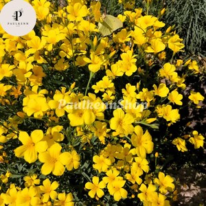 500 Pcs GOLDEN FLAX Flower Seeds Yellow Linseed Common Linum Flavum Flower Seed