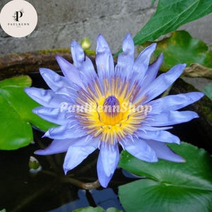 Blue Water Lily Seeds - Nymphaea Caerulea - 10 Pcs