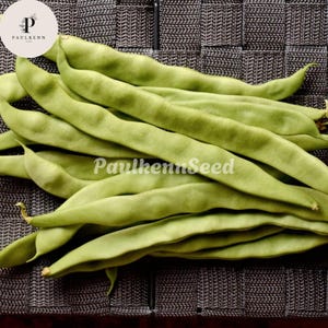 May include: A cluster of fresh, light green flat beans with smooth, elongated pods. The beans are arranged in a pile, showcasing their natural curved shape and vibrant color. The text PaulkennSeed is overlaid in white across the center of the beans.