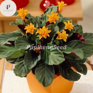 May include: A potted Calathea plant with vibrant orange flowers and large, green leaves. The plant is in an orange pot. The text "PaulkennSeed" is visible on the leaves. A logo with the letter "P" is in the upper left corner.