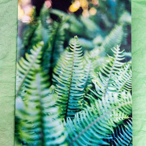 Cartes de vœux Jardin de fougères (lot de 5 - carte 5x7 + enveloppe)