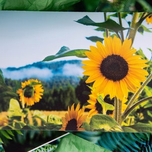 Biglietti d'auguri con ritratto di girasole (confezione da 5 - biglietto 5x7 + busta)