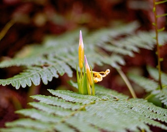 Irises in Love - Photograph of Iris flowers on the redwood forest floor in Humboldt County, California; Digital photograph